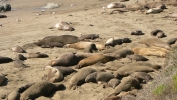 PICTURES/Elephant Seals on Cambria Beach/t_P1050331.JPG